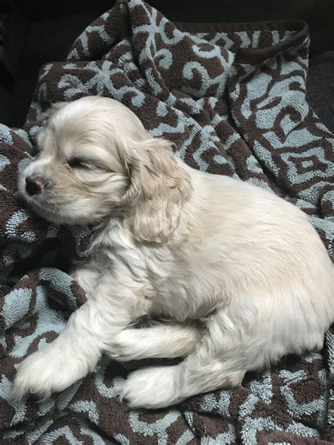 cocker spaniel michigan